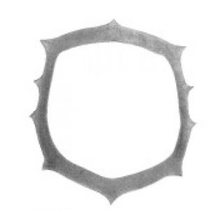 Dental Instruments (MI-2419)